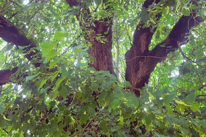 Visit Shows Medieval Immersion in Pérouges - Accessibility and Travel Tips