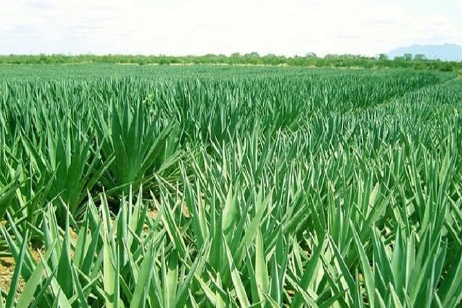 Visit Sisal Plantations & Processing Factory - Full Day Tour - Good To Know
