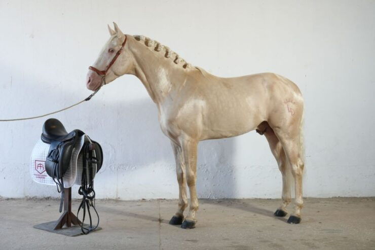 Visit Stud Farm La Angostura. Wine - Activity Details at Stud Farm La Angostura