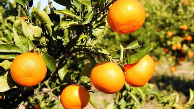 Visit the city of Konispol - Exploring Konispol: A Practical Guide to the Albanian Border Town Experience