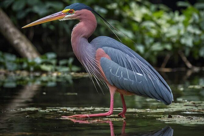 Visit the Everglades in French with Transfer and 1h30 Airboat - An In-Depth Look at the Tour: What to Expect