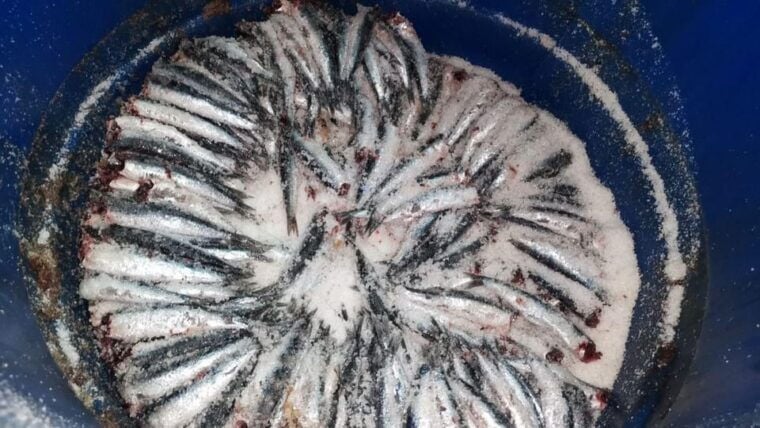 Visit the Factory of the Best Anchovies, Santoña, Personalized in Spanish - Itinerary and What to Expect