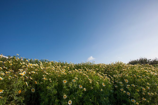 Visit the Highlights of Santorini Island. - Indulging in Santorinis Local Cuisine and Wine