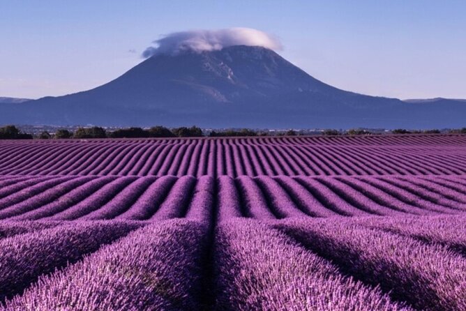 Visit the Lavender Fields, the Gorges Du Verdon and Moustiers. - Tour Highlights