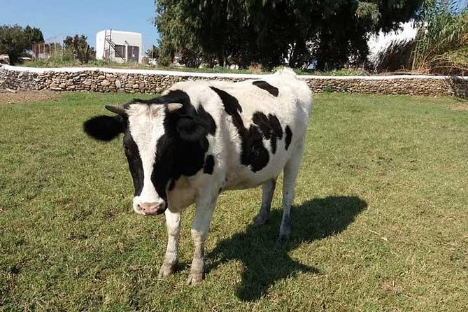 Visit the Mykonian Farm in Mykonos - Cancellation Policy