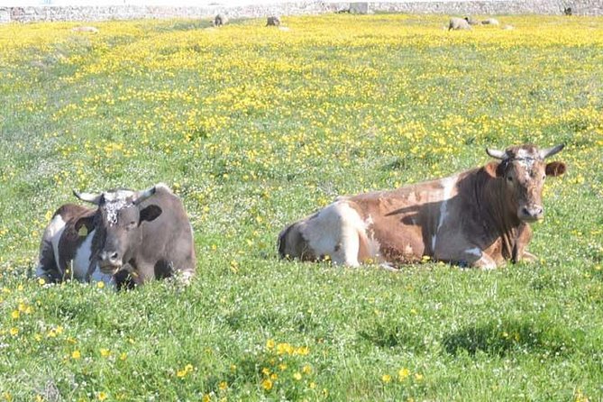 Visit the Mykonian Farm in Mykonos - Farm Experience