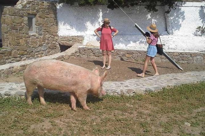Visit the Mykonian Farm in Mykonos - Farm Tour Highlights