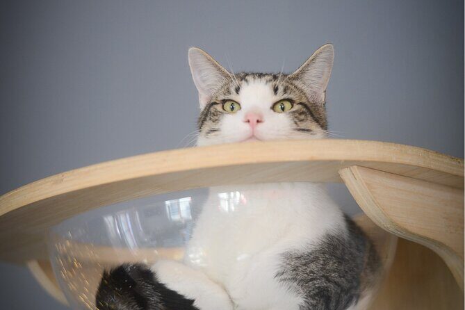 Visit the Rescued Cats of Cat Therapy - The Experience in Detail