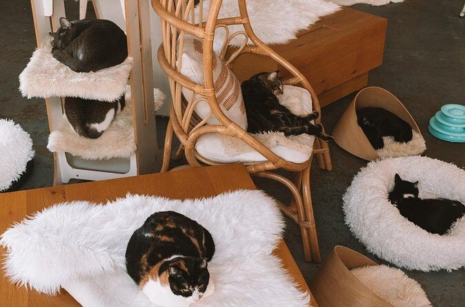 Visit the Rescued Cats of Cat Therapy - Who Is This Experience Best For?