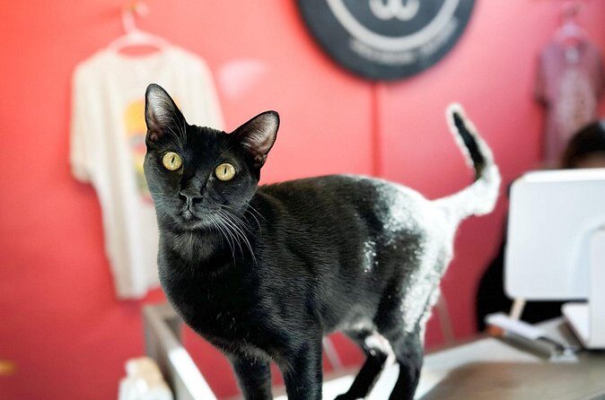 Visit the Rescued Cats of Cat Therapy - Final Thoughts