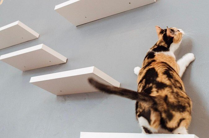 Visit the Rescued Cats of Cat Therapy - FAQ