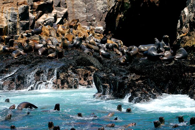 Visit the Sea Lions in Palomino Islands, in Lima Peru - Practical Information and Tips