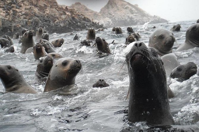 Visit the Sea Lions in Palomino Islands, in Lima Peru - Interaction With Sea Lions and Island Scenery
