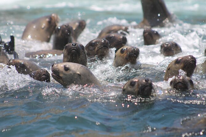 Visit the Sea Lions in Palomino Islands, in Lima Peru - Visitor Experiences and Feedback