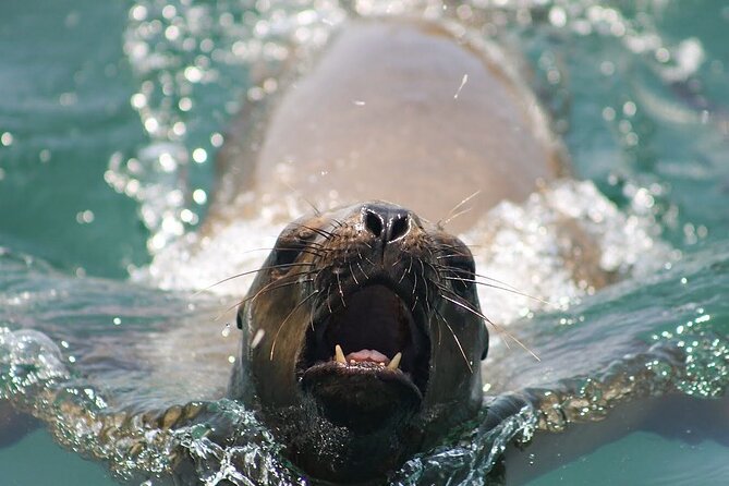 Visit the Sea Lions in Palomino Islands, in Lima Peru - Common Questions