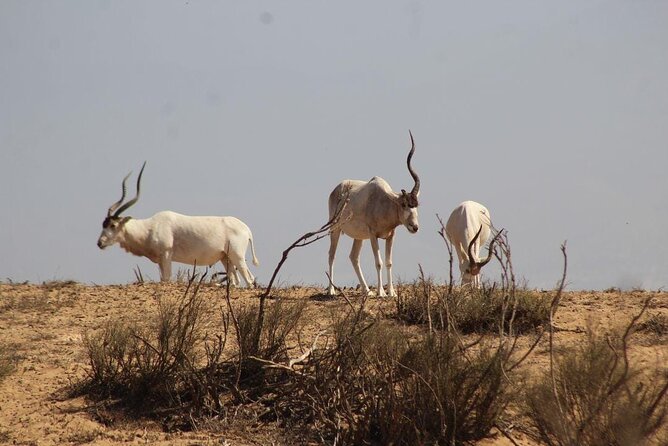 Visit the Souss Massa National Park Including Lunch From Agadir - Tour Highlights