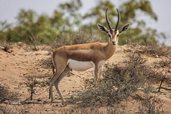 Visit the Souss Massa National Park Including Lunch From Agadir - Park Exploration