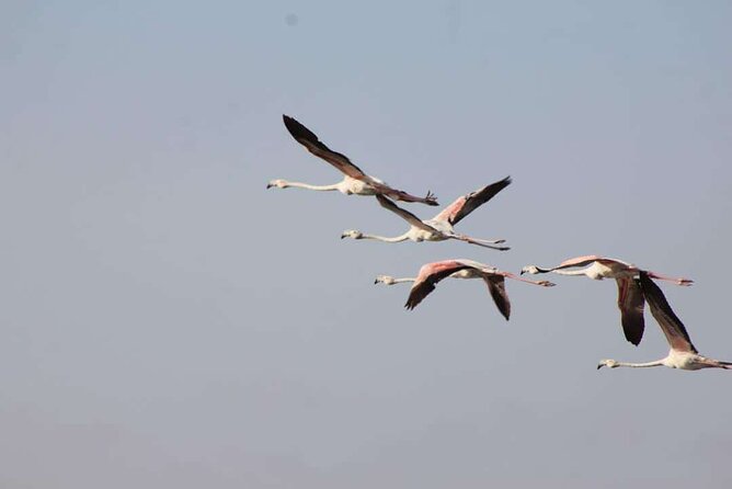 Visit the Souss Massa National Park Including Lunch From Agadir - Lunch Inclusion