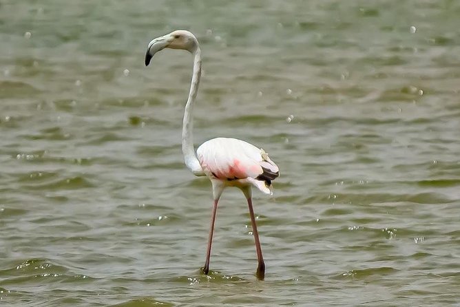 Visit the Souss Massa National Park Including Lunch From Agadir - Traveler Information