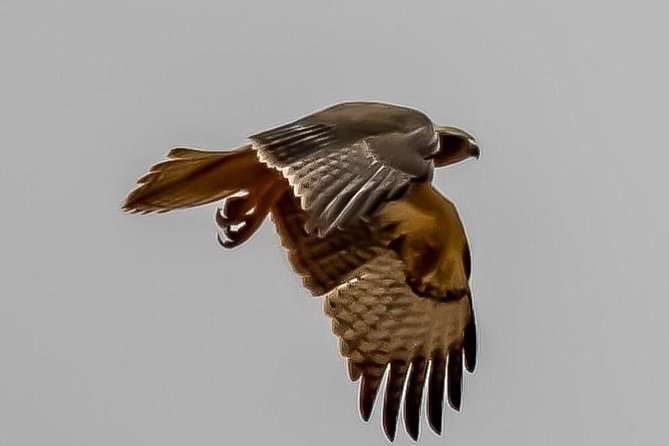 Visit the Souss Massa National Park Including Lunch From Agadir - The Sum Up