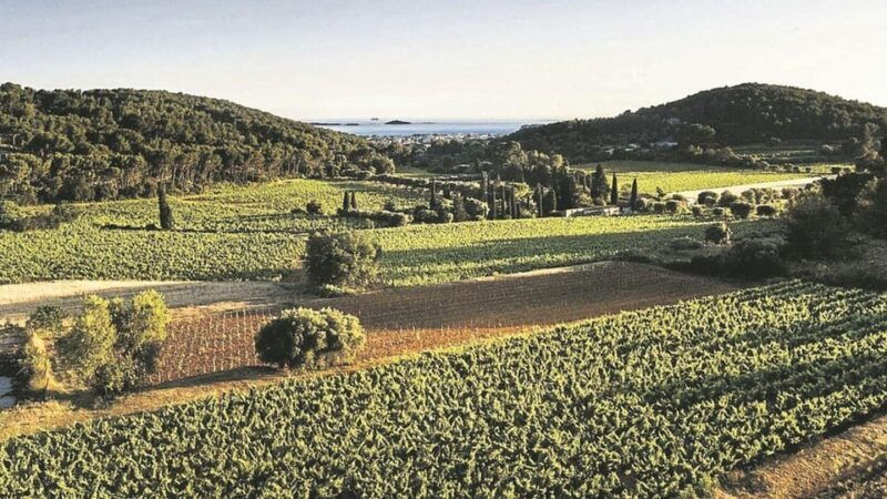 Visit the Vineyards and Discover Bandol Wines - Good To Know