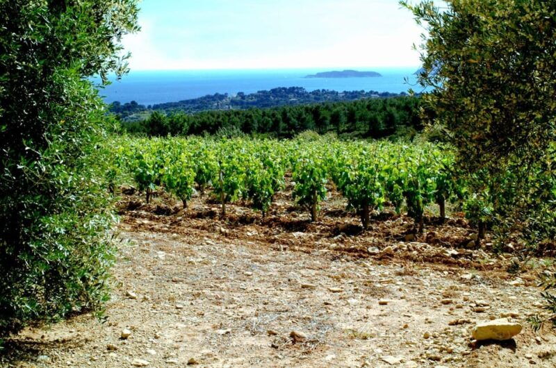Visit the Vineyards and Discover Bandol Wines - Transportation and Itinerary