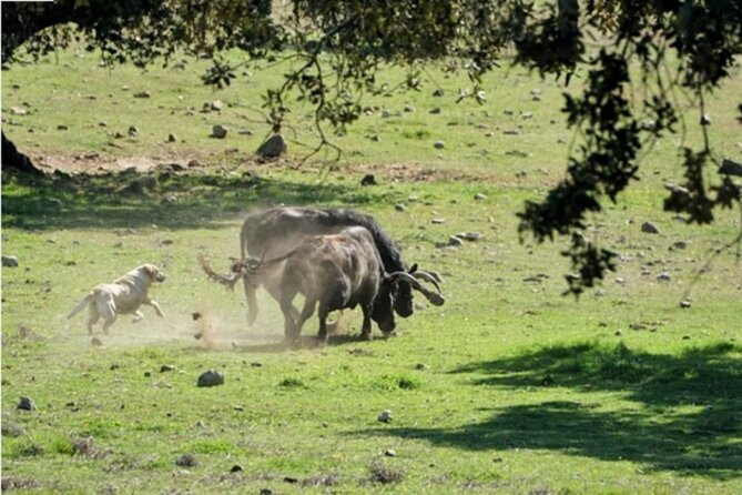 Visit to a Brave Bull Farm in Andalusia - Pricing and Booking Information