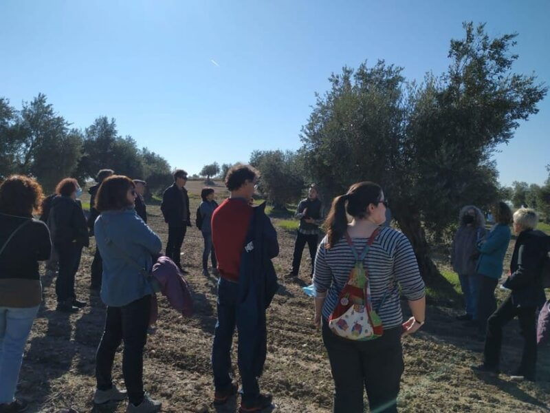 Visit to an Olive Oil Mill and Oil Tasting With Aperitif and Food and Wine Pairing. - Good To Know