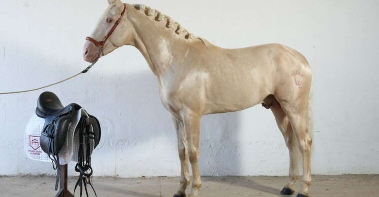 Visit to Angostura Stud + Wine - Interacting With Horses