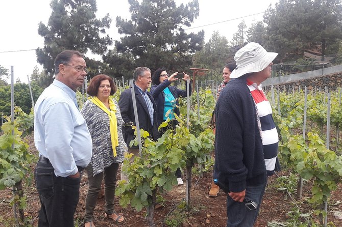 Visit to Arafo Mountain Vineyard and Organic Wine Tasting - Overview and Logistics