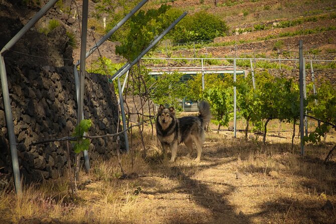 Visit to Arafo Mountain Vineyard and Organic Wine Tasting - Cancellation Policy