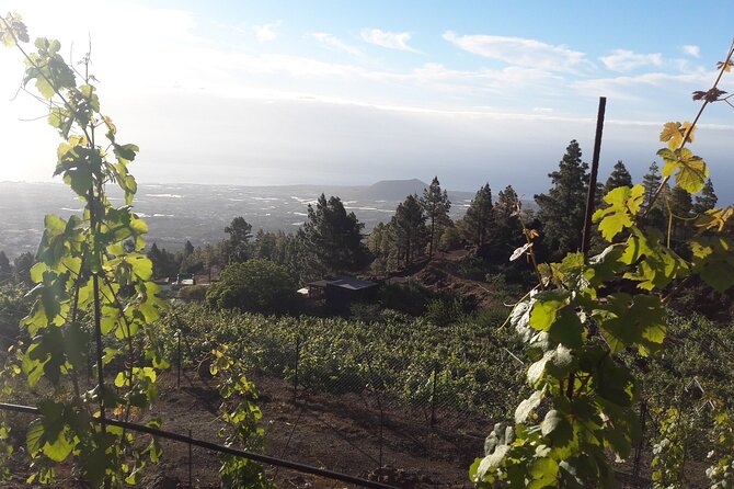 Visit to Arafo Mountain Vineyard and Organic Wine Tasting - Directions