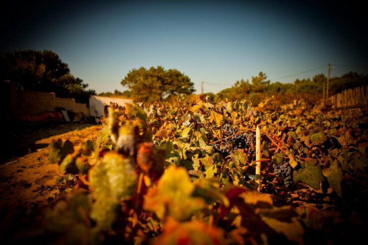 Visit to Colares Vineyards - Hélder Cunha Winemaker - Itinerary Details