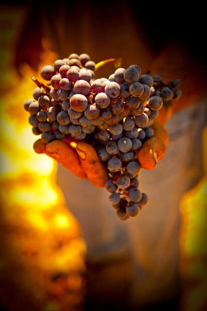 Visit to Colares Vineyards - Hélder Cunha Winemaker - Highlights of the Tour