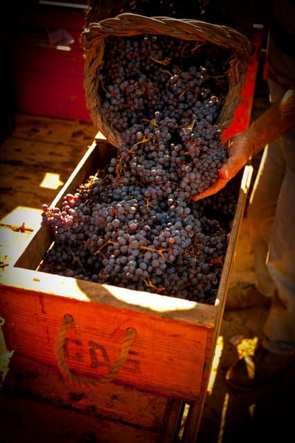 Visit to Colares Vineyards - Hélder Cunha Winemaker - Getting to the Starting Point