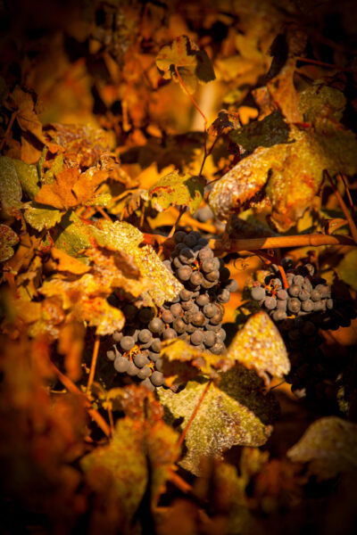 Visit to Colares Vineyards - Hélder Cunha Winemaker - Frequently Asked Questions