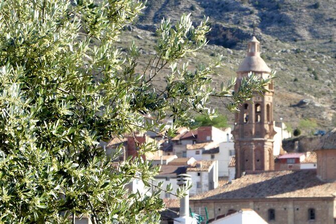 Visit to olive grove and olive mill with oil tasting and tasting - Final Thoughts