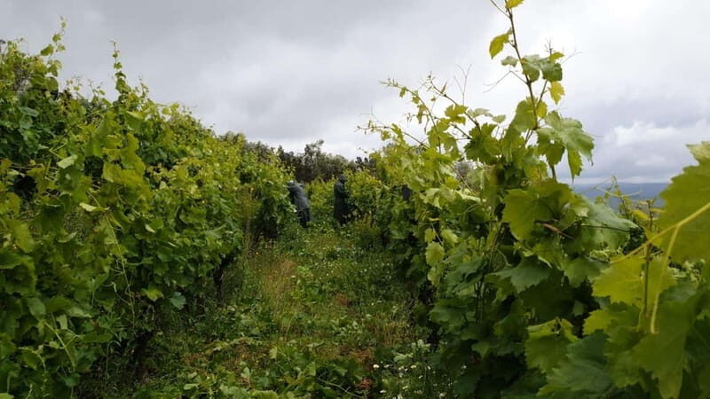 Visit to Quinta de Sobre a Fonte with wine tasting - pet friendly - Exploring the Douro with Quinta de Sobre a Fonte