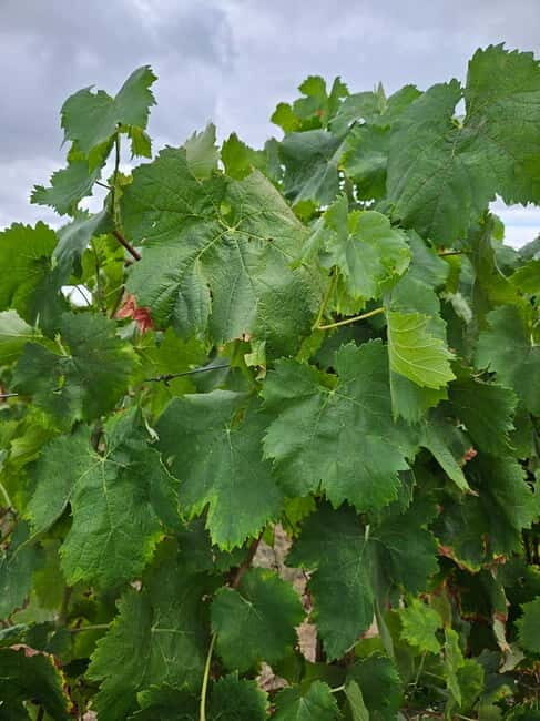 Visit to Quinta de Sobre a Fonte with wine tasting - pet friendly - What to Expect During Your Visit