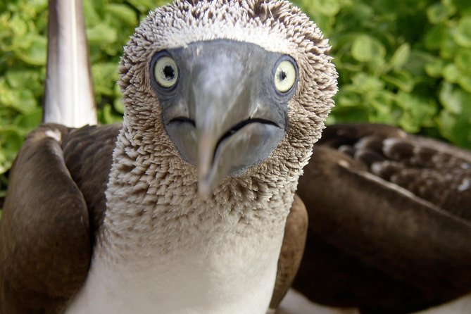 Visit to Spanish Island * (San Cristobal) * - Pricing and Guarantee
