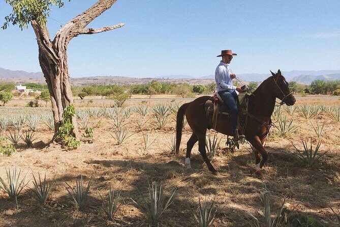 Visit to Tequila and Horseback Riding Among the Agave Landscape - Transportation and Logistics