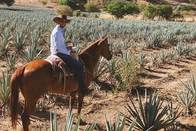 Visit to Tequila and Horseback Riding Among the Agave Landscape - The Sum Up