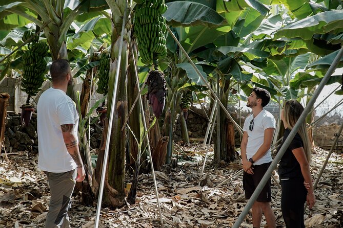 Visit to the Banana Growing Farm in Santa Cruz De Tenerife - Overview and Pricing