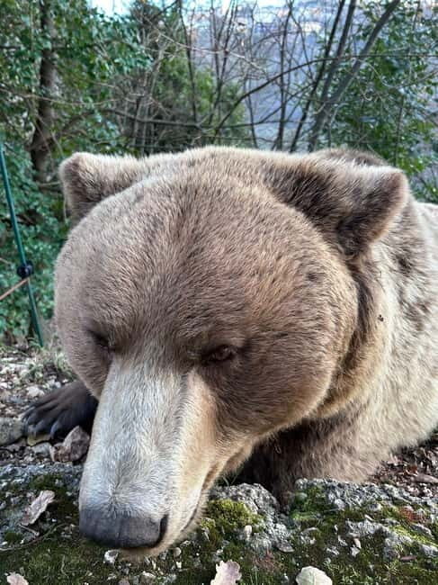 Visit to the bear wildlife area and the medieval tower - Good To Know