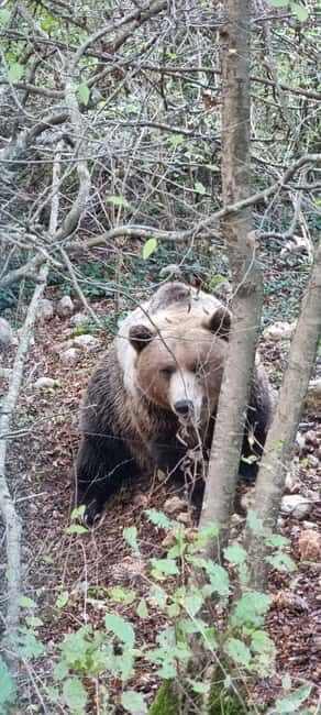 Visit to the bear wildlife area and the medieval tower - Exploring the Wildlife Area: A Close Encounter with Brown Bears