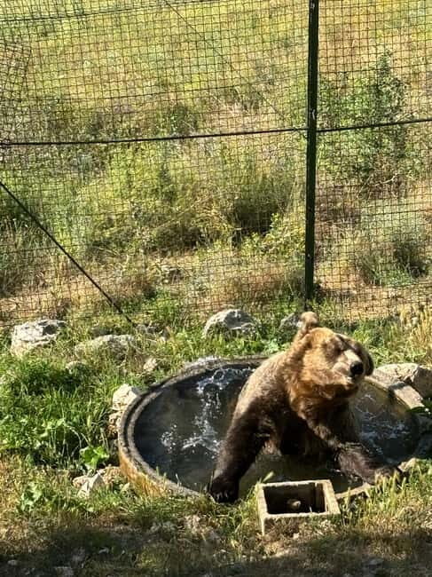 Visit to the bear wildlife area and the medieval tower - Practical Details: What to Expect and How to Prepare
