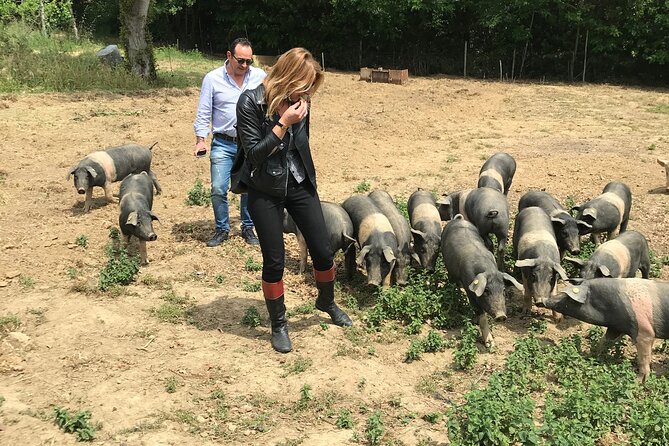 Visit to the Cinta Senese Farm in Montepulciano - Additional Information