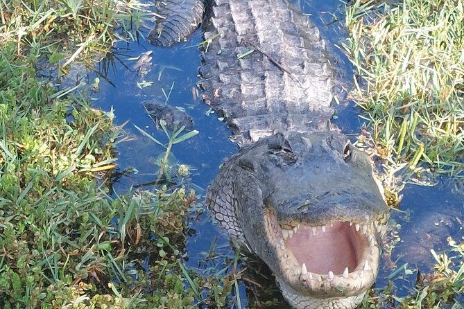 Visit to the Everglades in French - Good To Know