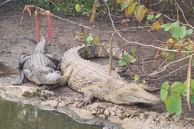 Visit to the Everglades in French - An In-Depth Look at the Everglades French Tour