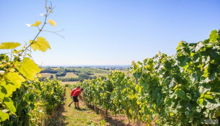 Visit to the Gaillac Vineyards (81) - Good To Know